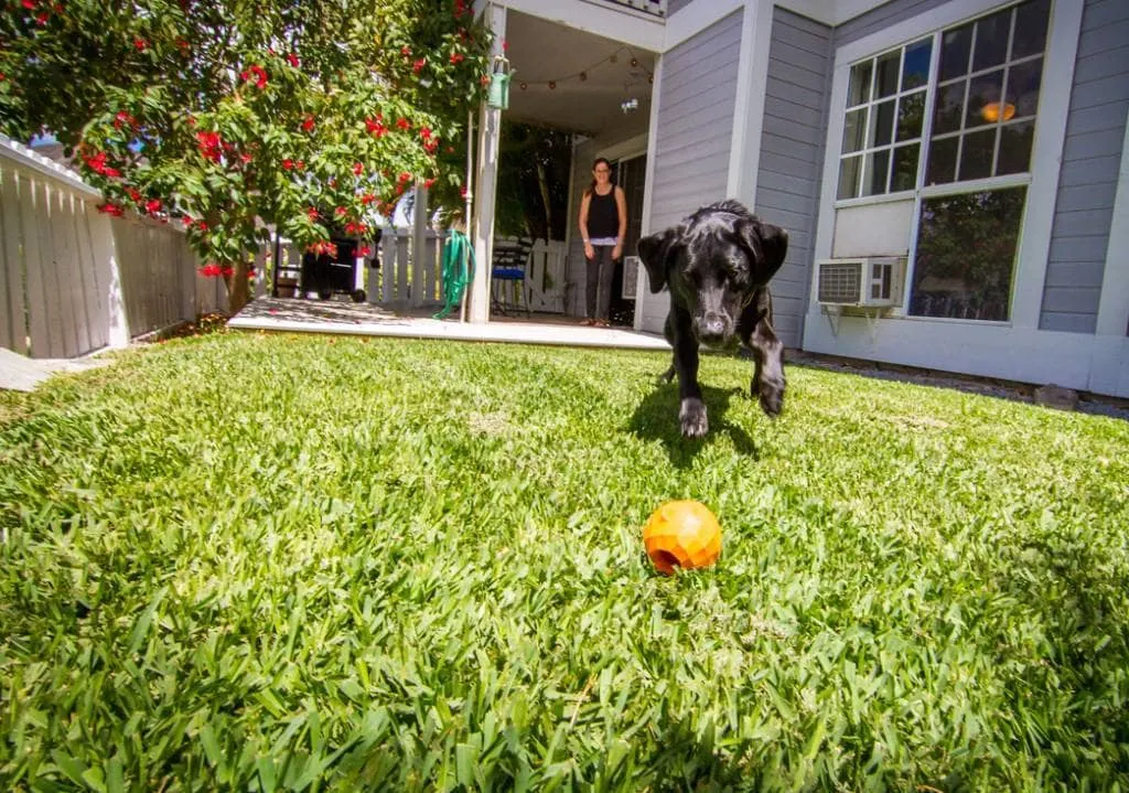 สุนัขสีดำกำลังเล่นกับลูกบอลของเล่นสีส้มบนสนามหญ้า โดยมีคนยืนอยู่บนระเบียงบ้านในฉากหล