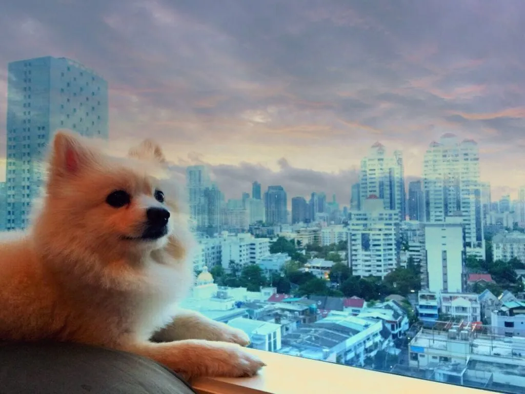 Fluffy dog sitting by a window overlooking a cityscape at dusk.