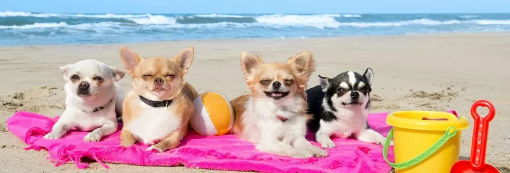 Four small dogs sitting on a pink towel at a beach with a ball, bucket, and shovel.