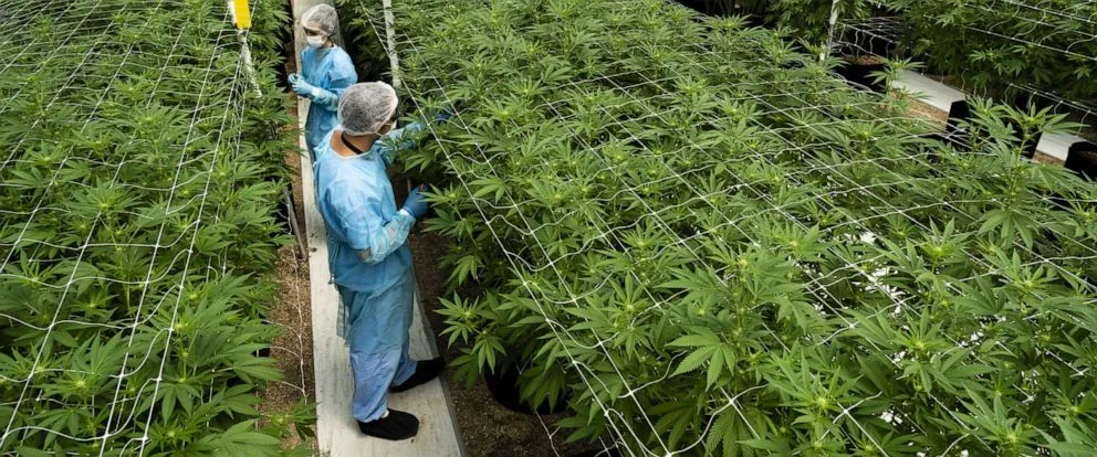 Two workers in protective suits tending cannabis plants in an indoor greenhouse.