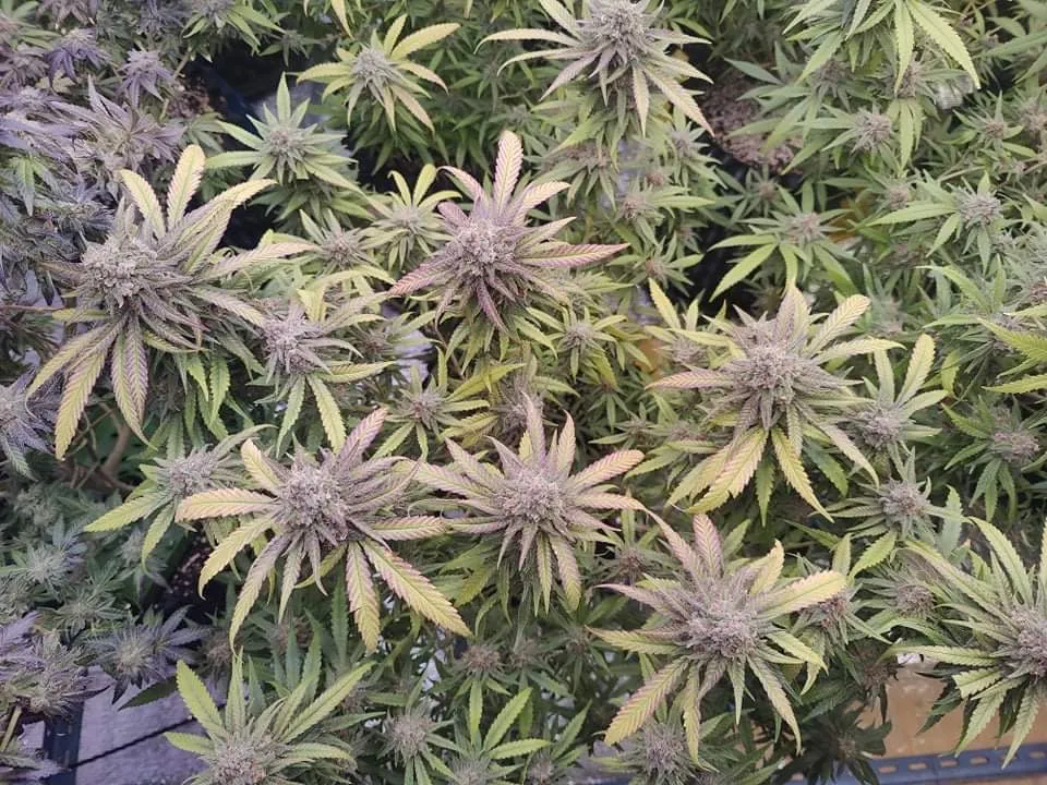 Cannabis plants with purple and green leaves, and dense clusters of buds.