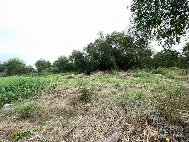 ที่ดิน ขายในLam Luk Ka, Pathum Thani - ที่ดินโล่งหญ้าขึ้นพร้อมแนวไม้ด้านหลัง