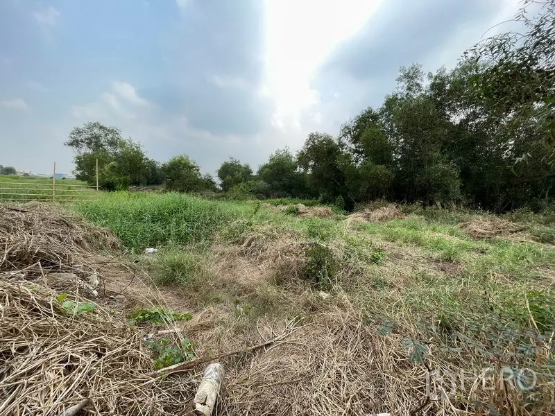 ที่ดิน ขายในLam Luk Ka, Pathum Thani - ภาพมุมกว้างของแปลง เห็นทุ่งหญ้าและกอไม้