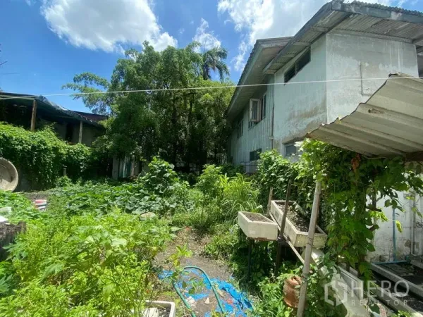 บ้าน ให้เช่าในKhlong Toei, Bangkok - บ้านเดี่ยวสองชั้นพร้อมสวนร่มรื่นและต้นไม้ใหญ่ในคลองเตย ใต้ท้องฟ้าสดใส