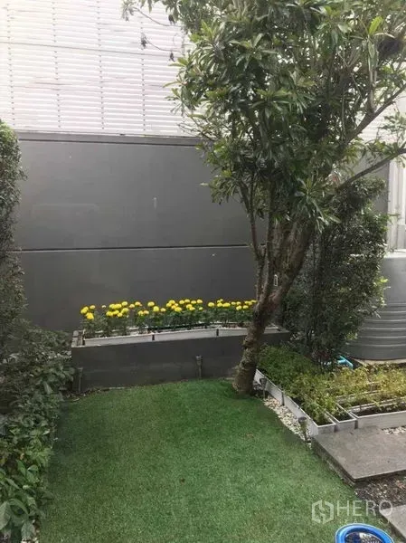 ทาวน์เฮาส์ ให้เช่า - สวนส่วนตัวของทาวน์เฮ้าส์ สนามหญ้า ต้นไม้ใหญ่ และแปลงดอกไม้สีเหลือง