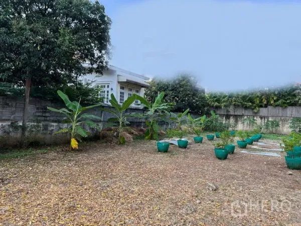 ที่ดิน ให้เช่าในKhlong Toei, Bangkok - แปลงที่ดินว่างปลูกกล้วยและกระถางต้นไม้ ล้อมด้วยกำแพงคอนกรีต มีบ้านชั้นต่ำอยู่ข้างเคียง