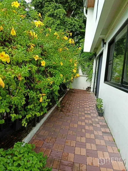 Home Office for rent in Watthana, Bangkok - Side path lined with yellow flowering shrubs beside the house.