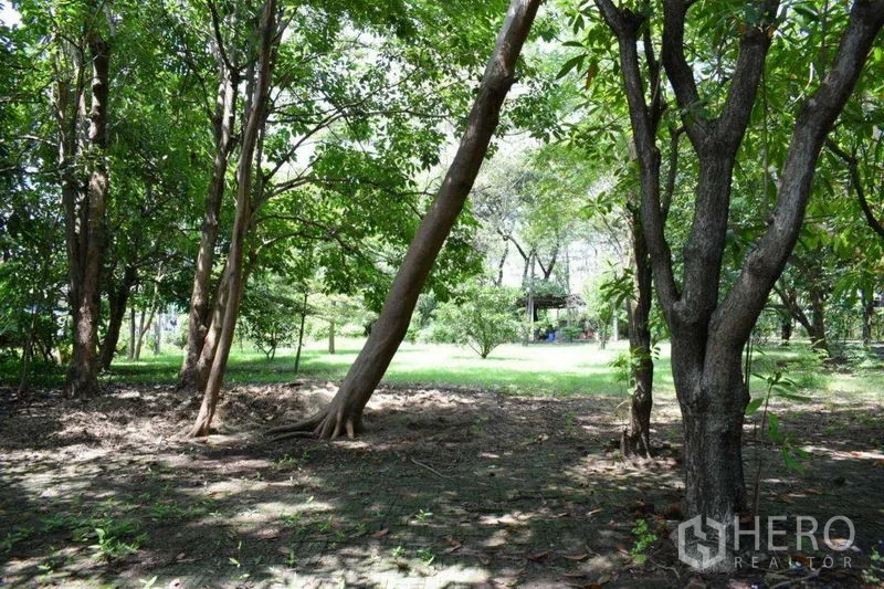 Land for sale in Khlong Luang, Pathum Thani - Shaded grove with mature trees and grassy clearing on Pathum Thani land.