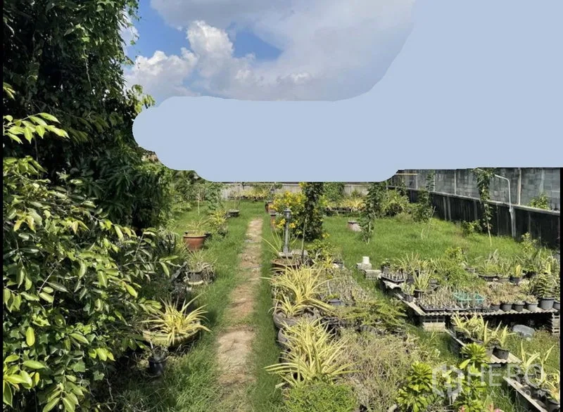 ที่ดิน ขายในSuan Luang, Bangkok - ทางเดินกลางแปลง ล้อมด้วยถาดเพาะชำและต้นไม้โต