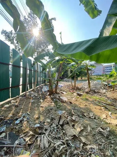 Land for sale in Bang Khae, Bangkok - Close-up of banana leaves inside the fenced boundary with morning sunlight.