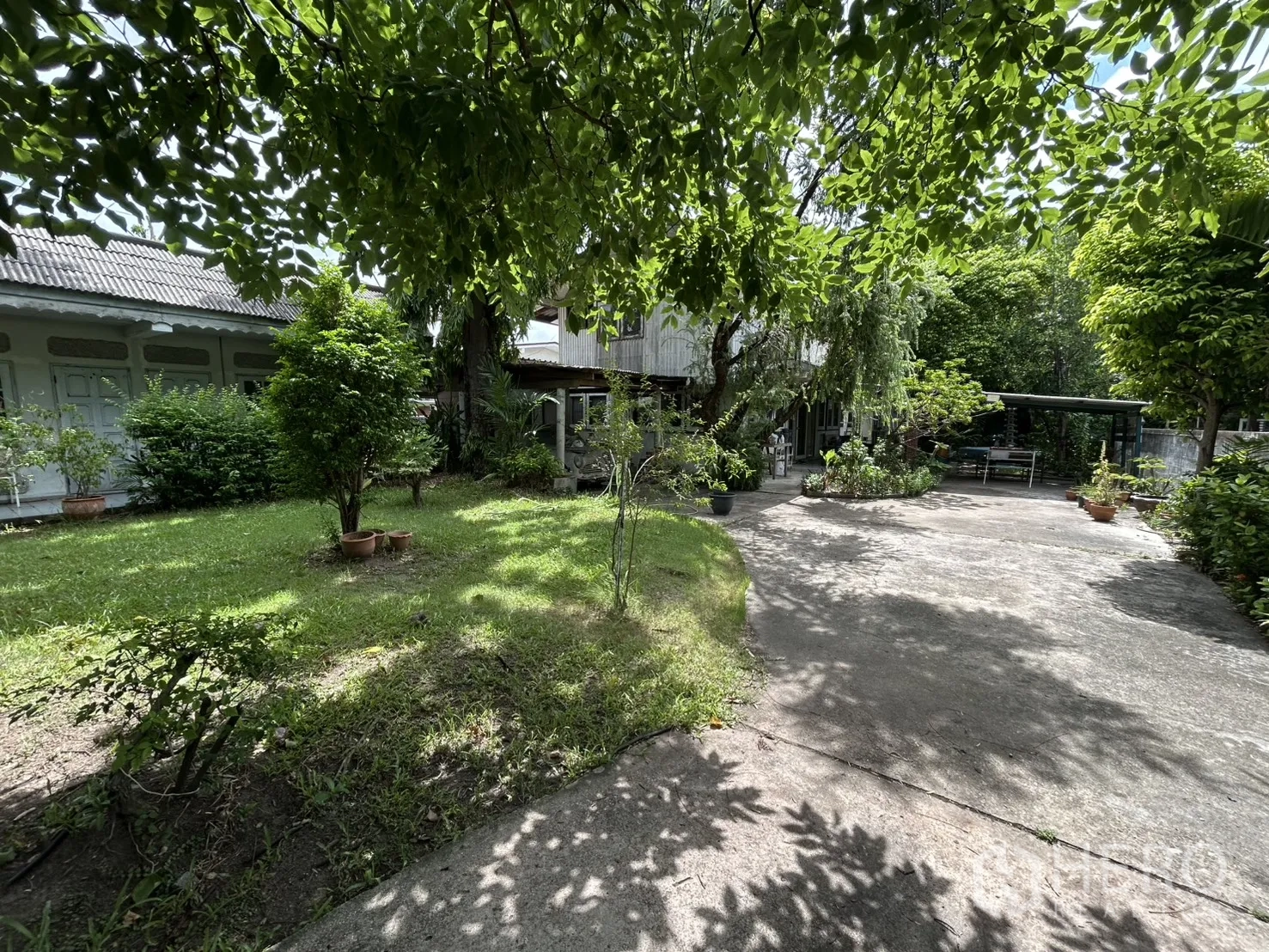 独栋房屋 for sale in Phra Khanong, Bangkok - 草坪与景观花园，旁有混凝土通道和浓密树荫。