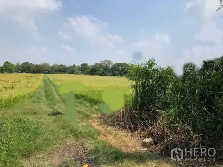 Land for sale in Lam Luk Ka, Pathum Thani - Wide green farmland in Lam Luk Ka with a grassy track between rice fields, tall reeds on the edge, and blue sky.
