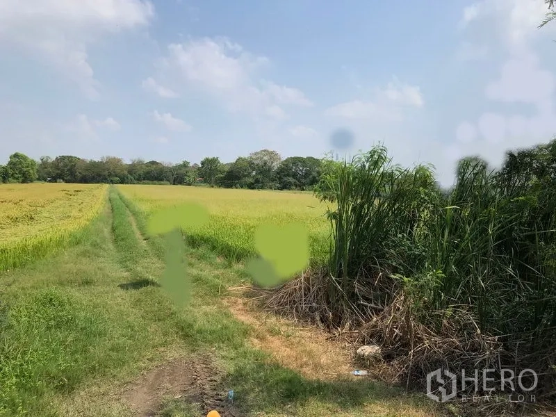 Land for sale in Lam Luk Ka, Pathum Thani - Wide green farmland in Lam Luk Ka with a grassy track between rice fields, tall reeds on the edge, and blue sky.