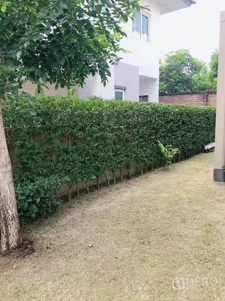 บ้าน ขายในSuan Luang, Bangkok - สนามหญ้าด้านข้างพร้อมแนวรั้วต้นไม้ตัดแต่งและต้นไม้ใหญ่