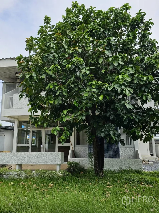 บ้าน ให้เช่าหรือขายในLat Phrao, Bangkok - ต้นไม้ใหญ่บริเวณสนามหน้าบ้าน