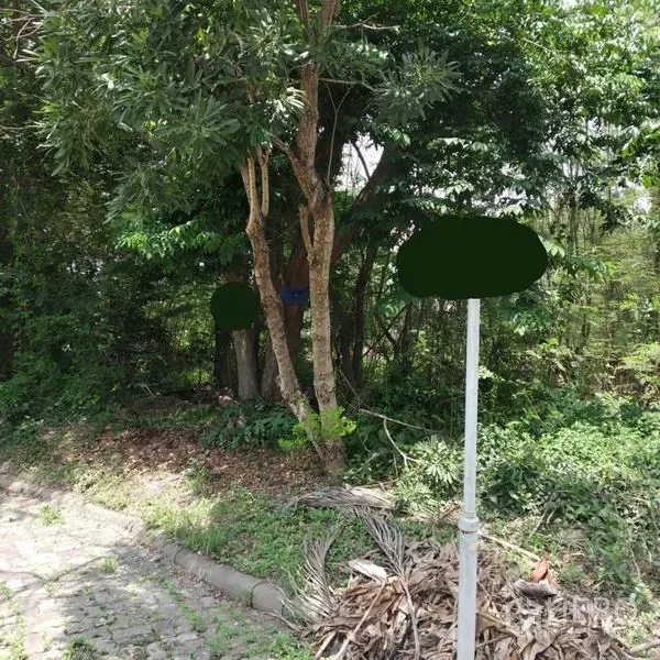 Land for rent or sale in Khlong Luang, Pathum Thani - Leafy land plot with mature trees beside a small paved verge and a streetlight.