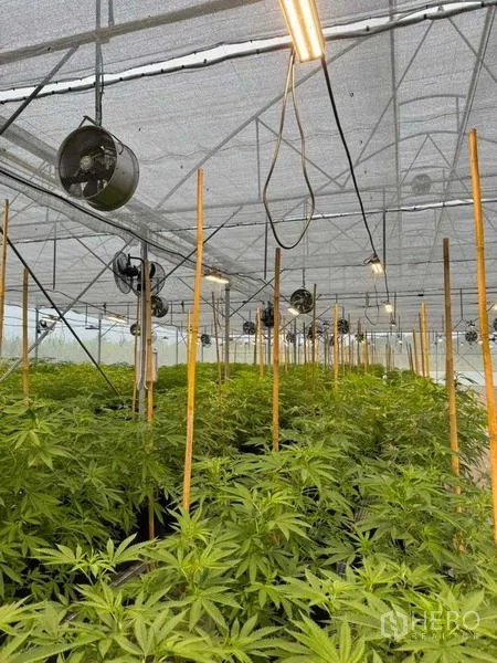 ที่ดิน ให้เช่าในNakhon Pathom - แถวต้นกัญชาในกระถาง พร้อมไม้ค้ำ ใต้สแลนและไฟเส้น