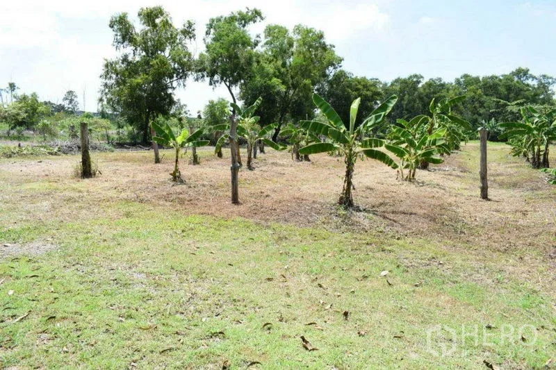 Land for sale in Khlong Luang, Pathum Thani - Rows of banana trees growing in an open field.
