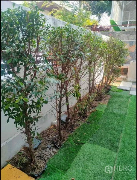 Detached House for rent in Wang Thonglang, Bangkok - Row of young trees along artificial turf lawn and a white boundary wall.