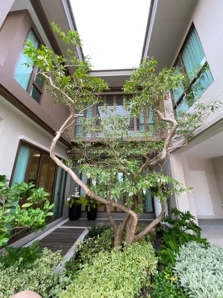 บ้าน ขายในBang Kapi, Bangkok - คอร์ตยาร์ดโล่งรับแสงพร้อมต้นไม้ทรงสวยและพรรณไม้เขียวขจี