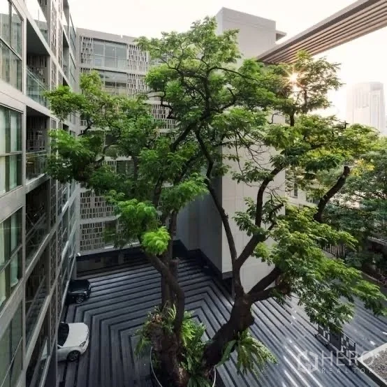 คอนโด ขายในWatthana, Bangkok - วิวคอร์ตยาร์ดคอนโดสมัยใหม่ มีต้นไม้ใหญ่และลานลายเส้น