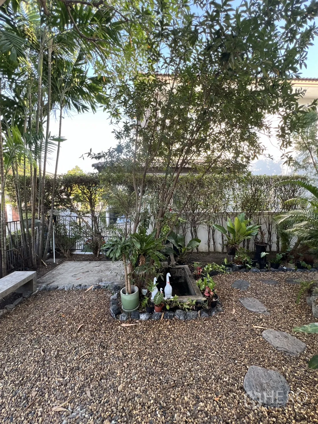 บ้านเดี่ยว for rent in Bang Kapi, Bangkok - สวนโรยกรวดร่มรื่นพร้อมบ่อน้ำขนาดเล็ก กระถางต้นไม้ และม้านั่งคอนกรีต.