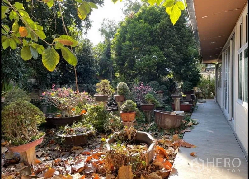 Detached House for rent in Khlong Toei, Bangkok - Bonsai garden and planters lining a walkway next to long house windows.