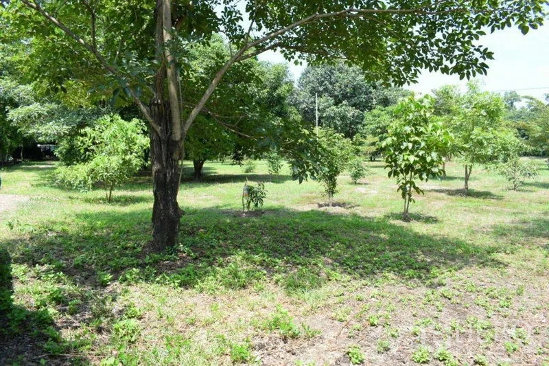 Land for sale in Khlong Luang, Pathum Thani - Young orchard trees planted across a sunny lawn.