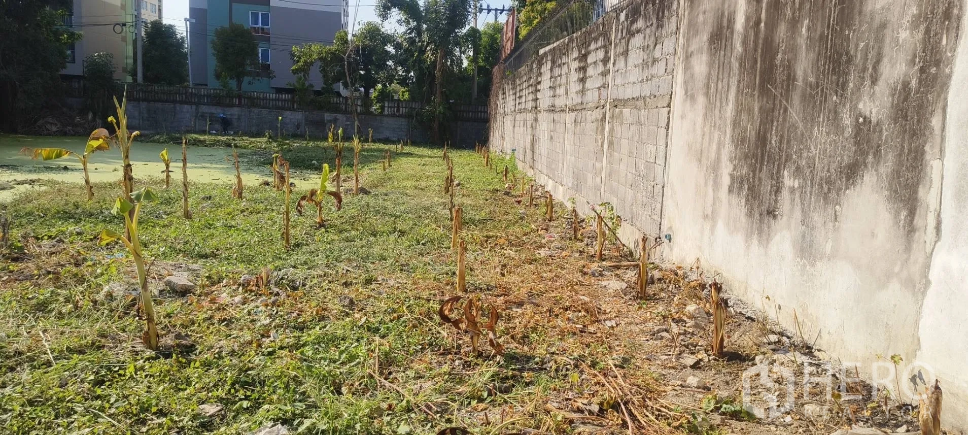 Land for sale in Mueang Samut Prakan, Samut Prakan - Walled side of the plot with rows of young plants beside a pond and nearby buildings.