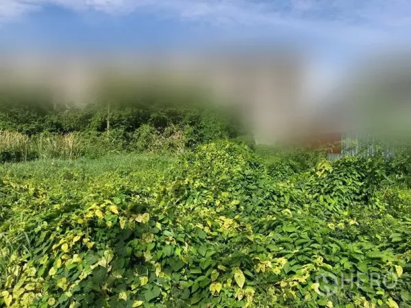 ที่ดิน ขายในPathum Thani - มุมกว้างของแปลงหญ้ารกทึบ มีแนวต้นไม้ด้านหลัง ใต้ท้องฟ้าโปร่ง