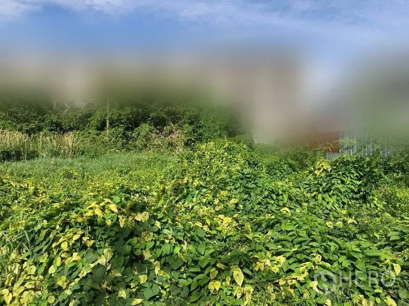 ที่ดิน ขายในPathum Thani - มุมกว้างของแปลงหญ้ารกทึบ มีแนวต้นไม้ด้านหลัง ใต้ท้องฟ้าโปร่ง