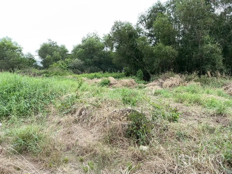 ที่ดิน ขายในLam Luk Ka, Pathum Thani - ภาพระยะใกล้ของแปลงราบ มีเนินหญ้าและไม้ใหญ่