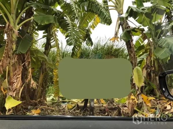 Land for sale in Lam Luk Ka, Pathum Thani - Lush banana trees and dense greenery on a land plot viewed from a car window in Lam Luk Ka, Pathum Thani.