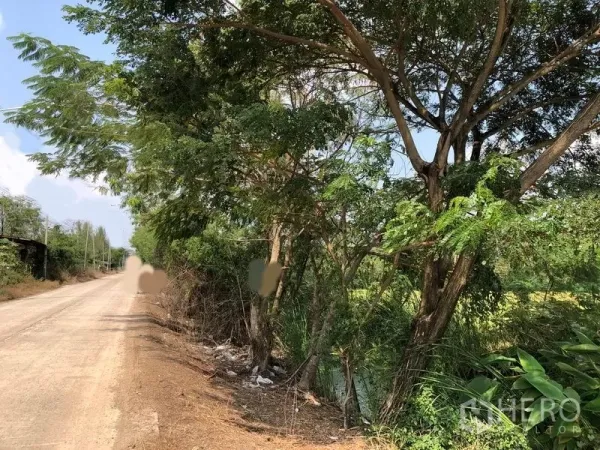 Land for sale in Lam Luk Ka, Pathum Thani - Quiet rural concrete road with power lines beside trees and an irrigation canal bordering open fields.