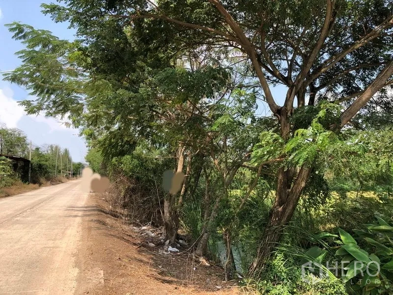 Land for sale in Lam Luk Ka, Pathum Thani - Quiet rural concrete road with power lines beside trees and an irrigation canal bordering open fields.