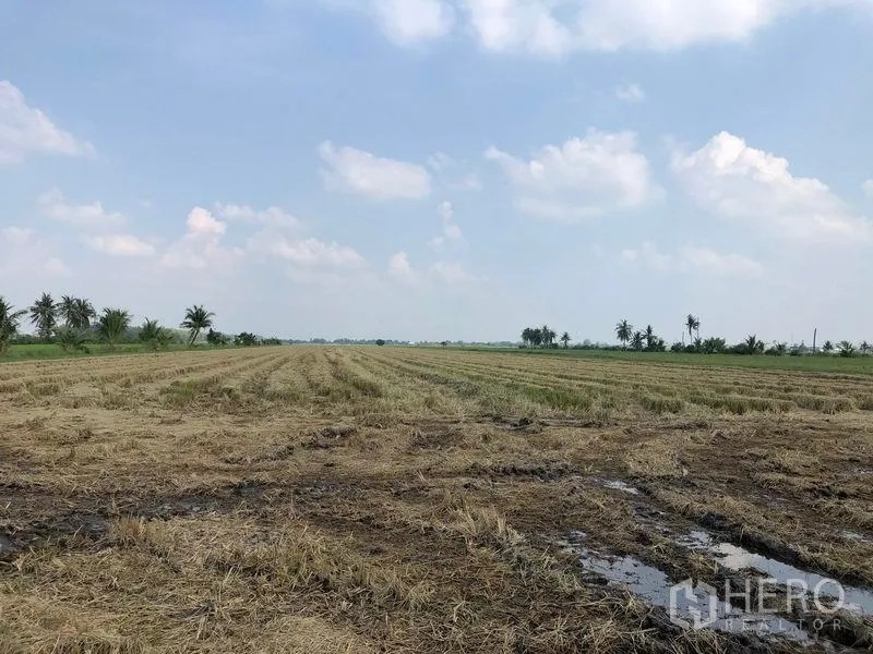 Land for sale in Lam Luk Ka, Pathum Thani - Level open field with cut stubble and palm trees on the horizon in Pathum Thani.