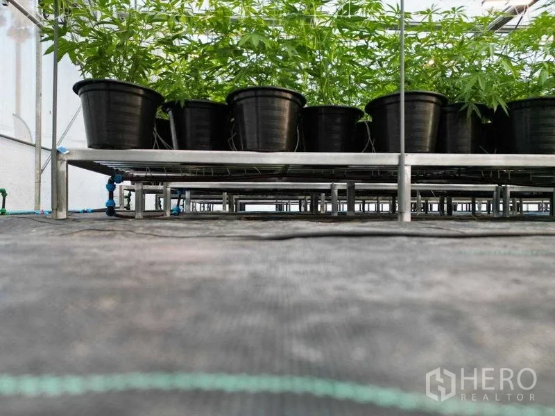 ที่ดิน ให้เช่าในNakhon Pathom - ภาพมุมต่ำของชั้นวางปลูก เห็นกระถางปลูกสีดำและระบบน้ำหยด