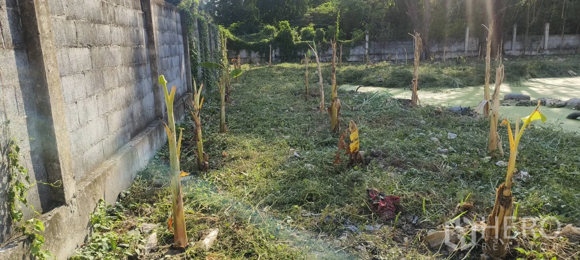Land for sale in Mueang Samut Prakan, Samut Prakan - Concrete boundary wall along cleared land with newly planted trees next to water.