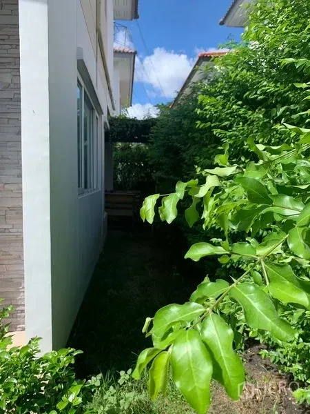 Detached House for sale in Prawet, Bangkok - Green side yard with hedges along the white exterior wall.