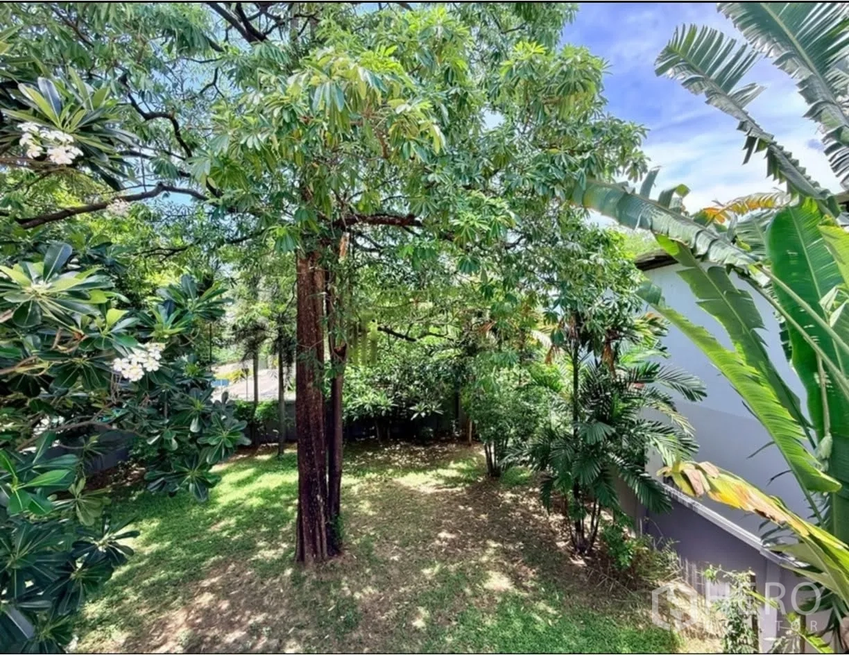 บ้านเดี่ยว for rent in Phra Khanong, Bangkok - สวนส่วนตัวร่มรื่นด้วยต้นไม้ใหญ่และสนามหญ้า