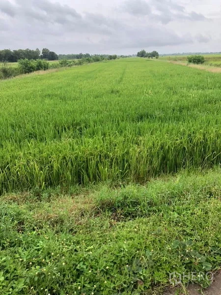 Land for sale in Wang Noi, Phra Nakhon Si Ayutthaya - Level rice field with lush grass and open horizon, large land plot in Wang Noi.