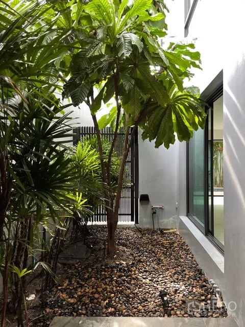 Detached House for rent in Watthana, Bangkok - Side garden with tropical plants and pebble ground beside glass doors.