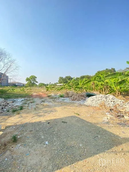 Land for sale in Bang Khae, Bangkok - Wide cleared plot with compacted soil, banana trees and open sky on a sunny day.