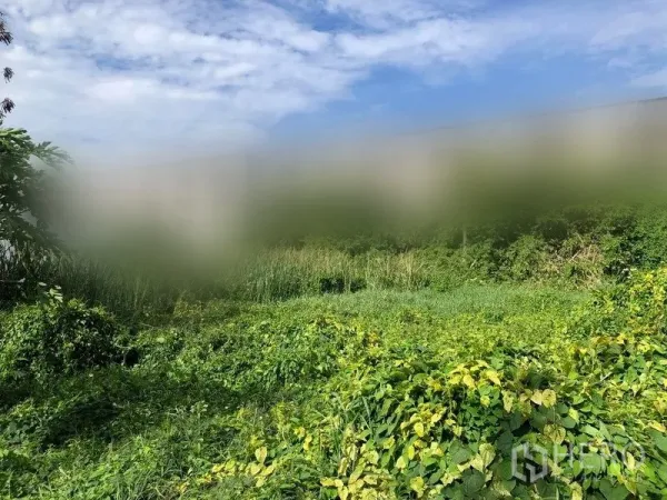 ที่ดิน ขายในPathum Thani - ที่ดินราบปกคลุมด้วยหญ้าและกก เหมาะพัฒนาโครงการในอนาคต