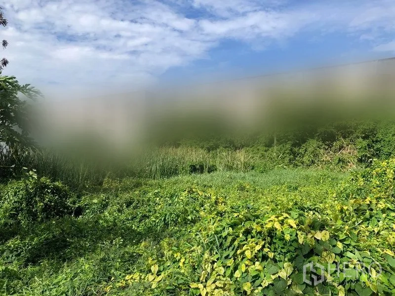 ที่ดิน ขายในPathum Thani - ที่ดินราบปกคลุมด้วยหญ้าและกก เหมาะพัฒนาโครงการในอนาคต