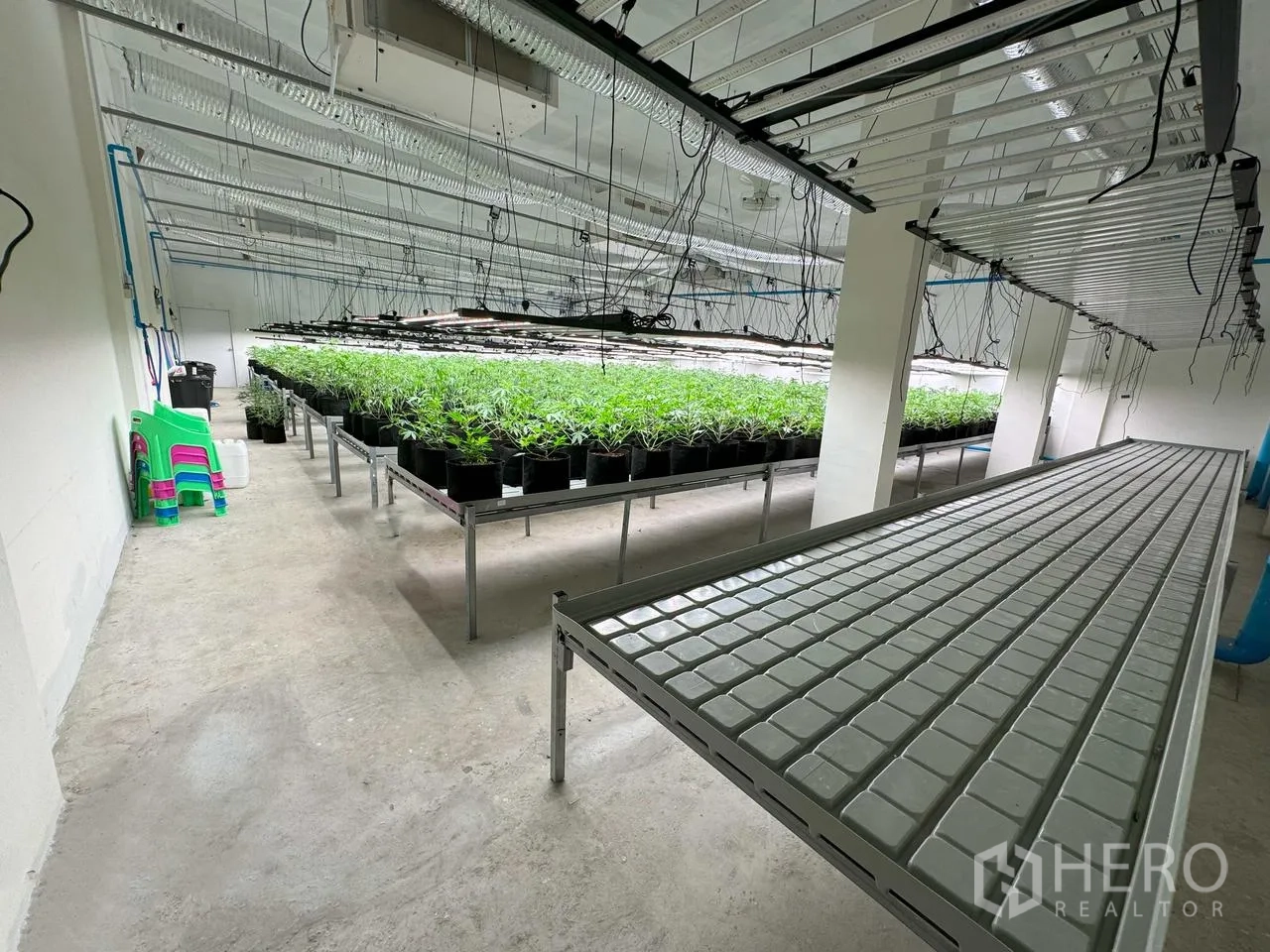 Warehouse for rent in Mueang Pathum Thani, Pathum Thani - Propagation and grow area with lighting racks, irrigation lines, and benches holding potted plants.