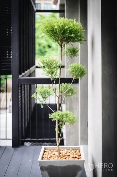 ทาวน์เฮาส์ ให้เช่าในKhlong Toei, Bangkok - ต้นไม้ประดับในกระถางบนระเบียงร่มเงากับฉากผนังคอนกรีต