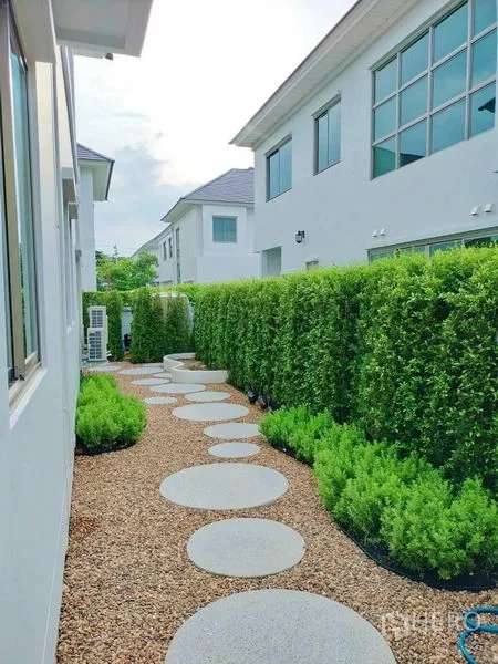 บ้าน ให้เช่าในLat Krabang, Bangkok - สวนข้างบ้านจัดแต่งร่มรื่น แนวรั้วต้นไม้และทางเดินแผ่นกลม