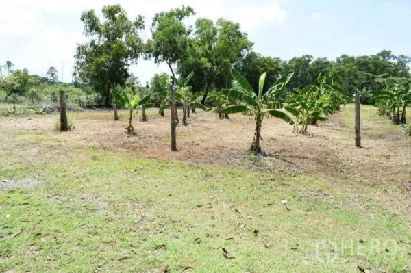 Land for sale in Khlong Luang, Pathum Thani - Banana saplings staked along open ground on a rural plot.