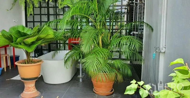 ทาวน์เฮาส์ ให้เช่าในKhlong Toei, Bangkok - ดาดฟ้าพร้อมอ่างอาบน้ำแบบลอยตัว ท่ามกลางปาล์มและเฟิร์นในกระถางบนพื้นกระเบื้อง